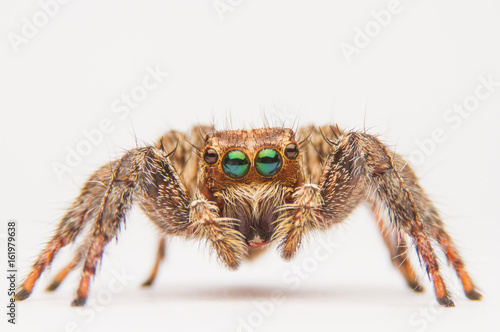 Fotografie, Obraz jumping spider