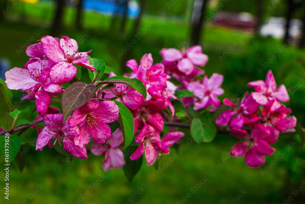 Fototapeta premium Sakura tree flowers closeup