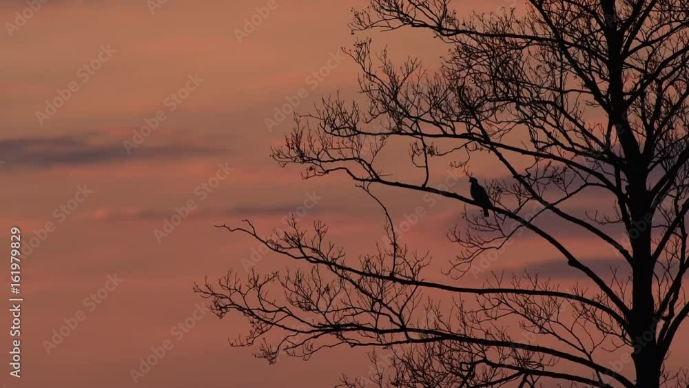 Ringeltaube sitzt im Baum bei Sonnenaufgang, Mai Ringeltaube sitzt im Baum bei Sonnenaufgang, Mai