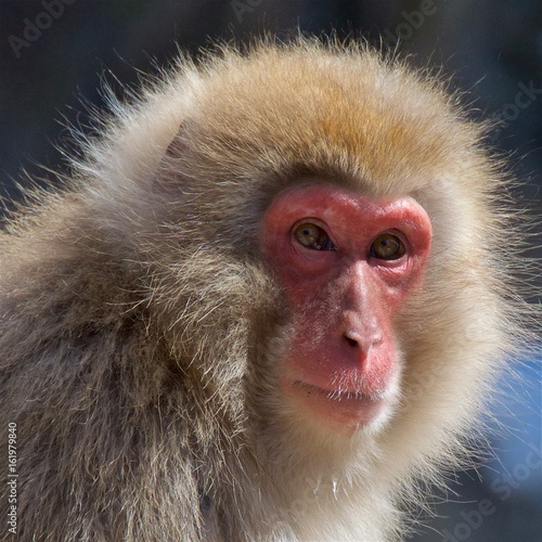 Japanese macaque monkey close-up in Nagano, Japan 