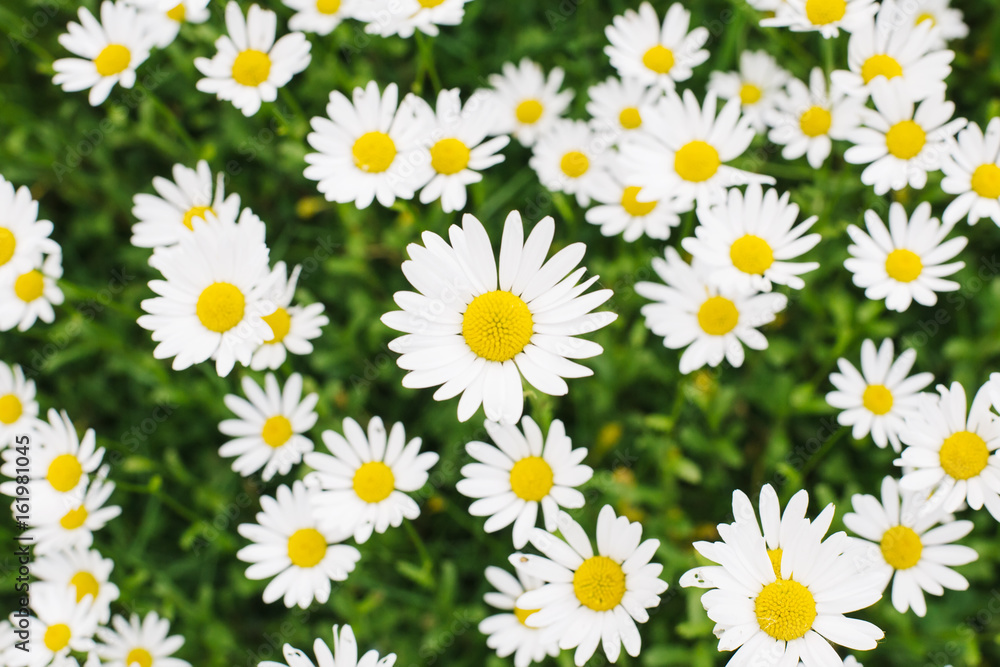Field of daisy flowers Field of daisy flowers