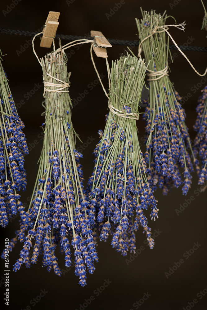 Naklejka premium Lavender hanging. Drying process.