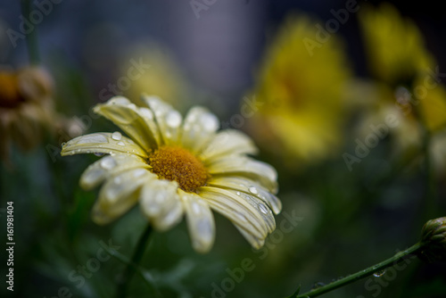 Raindrops on a summer flower.