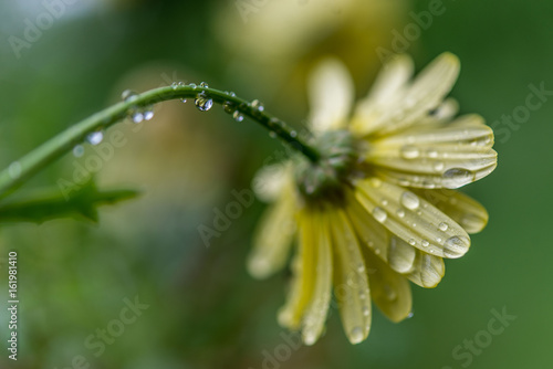 Yellow flower covered in calm rain drop.s