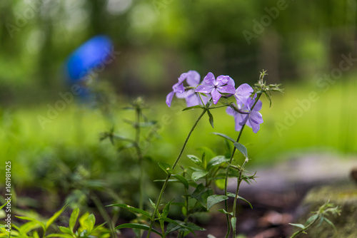 Purple flowers shooting up through the garden. 
