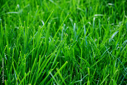 Fresh spring green grass on a sunny day.
