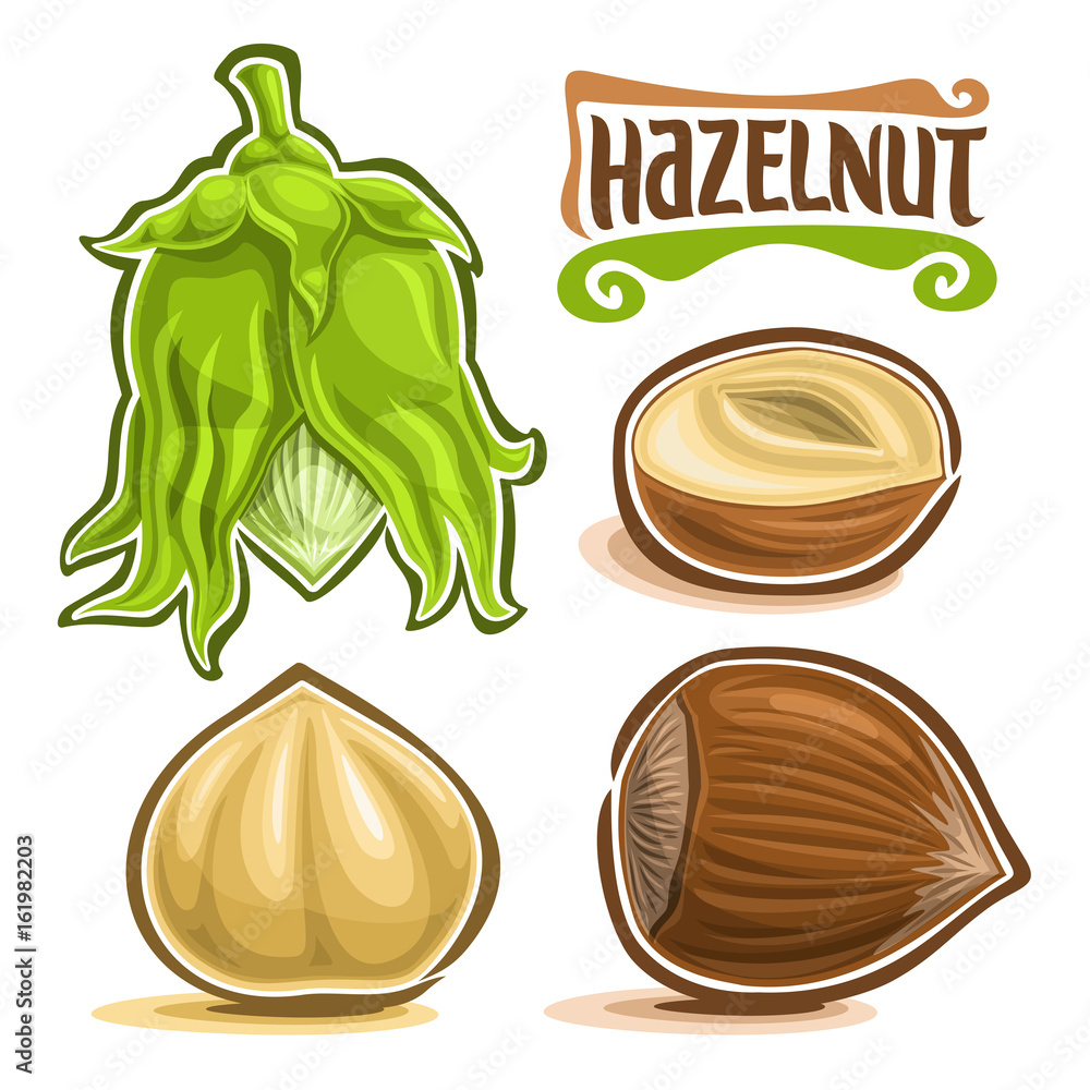 Fresh Shelled Hazelnuts (4 Lbs) – Filbert / Cobnut – Gluten Free, For Baking
