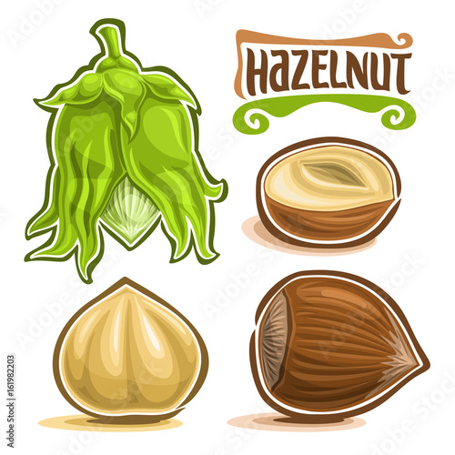 Vector set of Hazelnut Nuts: immature filbert or hazel in green shell and leaves, lettering title - hazelnut, cobnut or hazelnut nuts in brown nutshell and peeled fruit isolated on white background.
