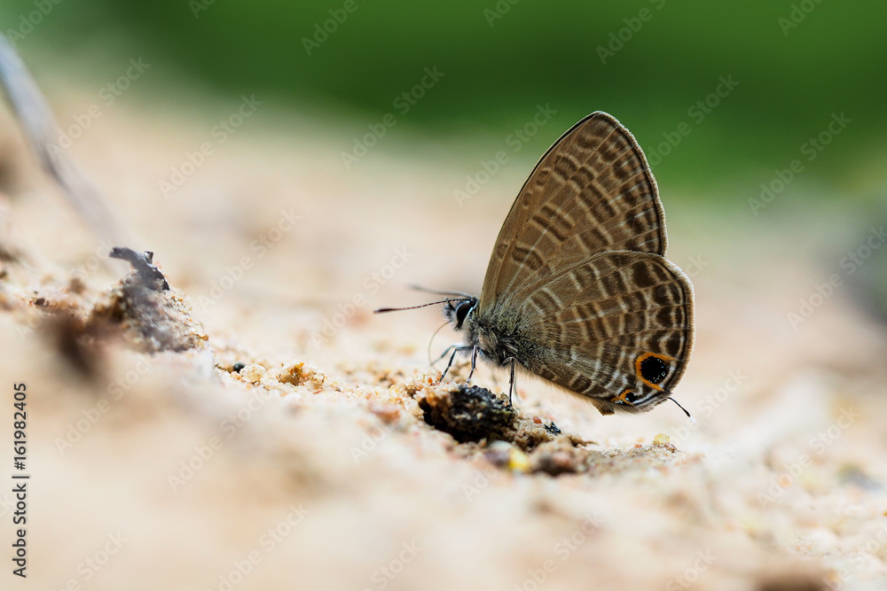 Close-up little brown butterfly (Barred Lineblue) on sand and green background. Copy space Close-up little brown butterfly (Barred Lineblue) on sand and green background. Copy space