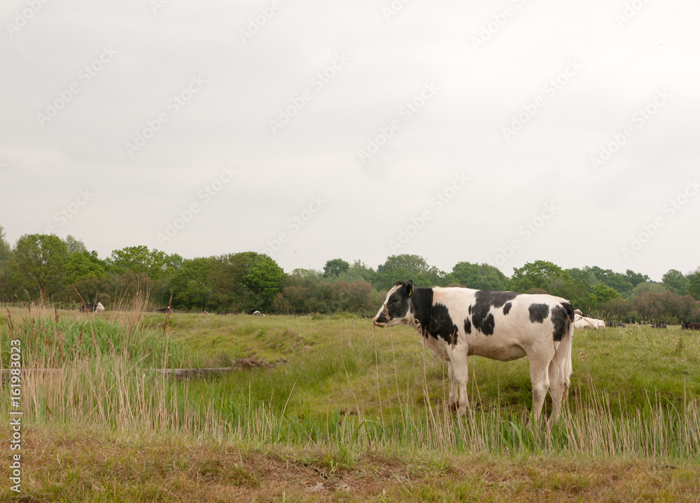 Fototapeta premium close up of female cow in a field eating and grazing relaxing in spring overcast drab weather little light and no people milk cows roaming meadow farmland uk england essex