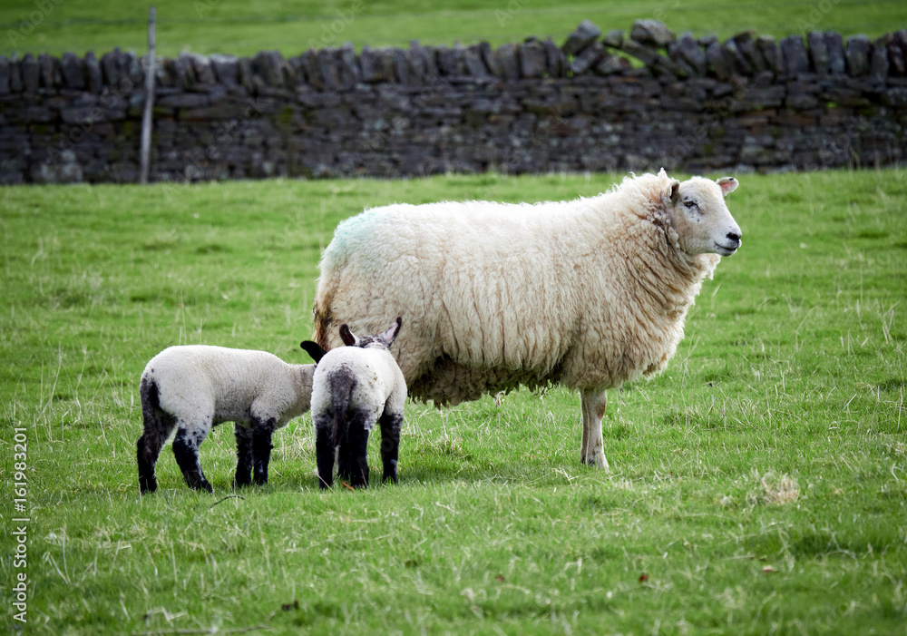 Sheep with their young lambs in a green field in springtime in the English countryside. Livestock, hill farming. Sheep with their young lambs in a green field in springtime in the English countryside. Livestock, hill farming.