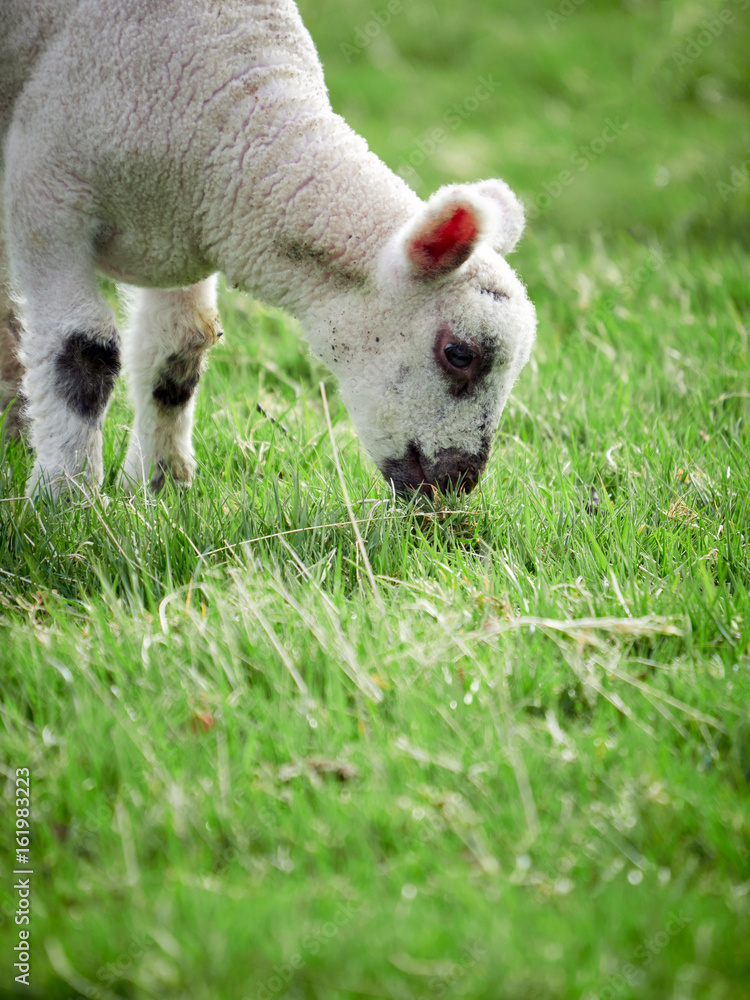 Sheep with their young lambs in a green field in springtime in the English countryside. Livestock, hill farming.