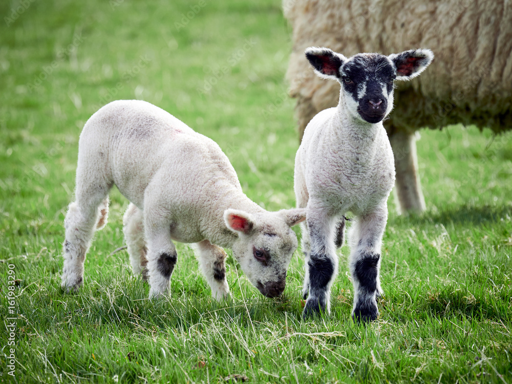 Fototapeta premium Sheep with their young lambs in a green field in springtime in the English countryside. Livestock, hill farming.