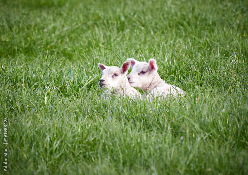 Sheep with their young lambs in a green field in springtime in the English countryside. Livestock, hill farming. Sheep with their young lambs in a green field in springtime in the English countryside. Livestock, hill farming.