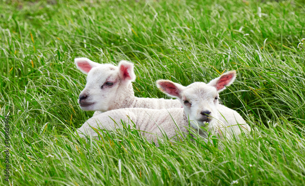 Fototapeta premium Sheep with their young lambs in a green field in springtime in the English countryside. Livestock, hill farming.