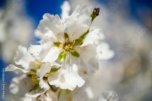 Flowering almond trees against  blue  sky  macro  closeup