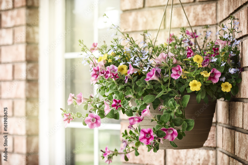 Various summer flowers in pot