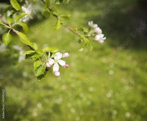 Beautiful apple tree blossom