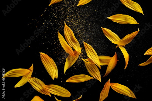 Fototapeta Naklejka Na Ścianę i Meble -  Sunflower petals with pollen isolated on black background