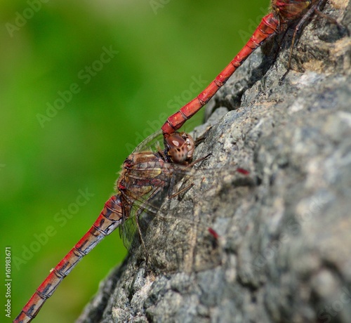 Coupling of red dragonflies perched on the rock
