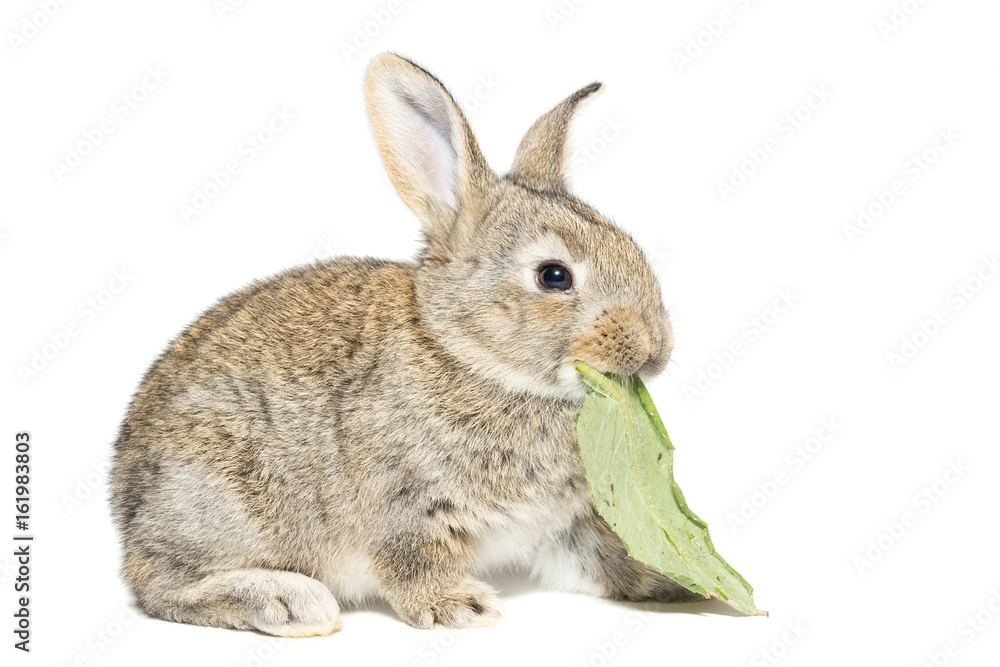 Fototapeta premium rabbit on a white background