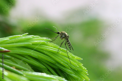Mosquito on tree branch