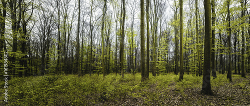Wald im Frühling Panorama