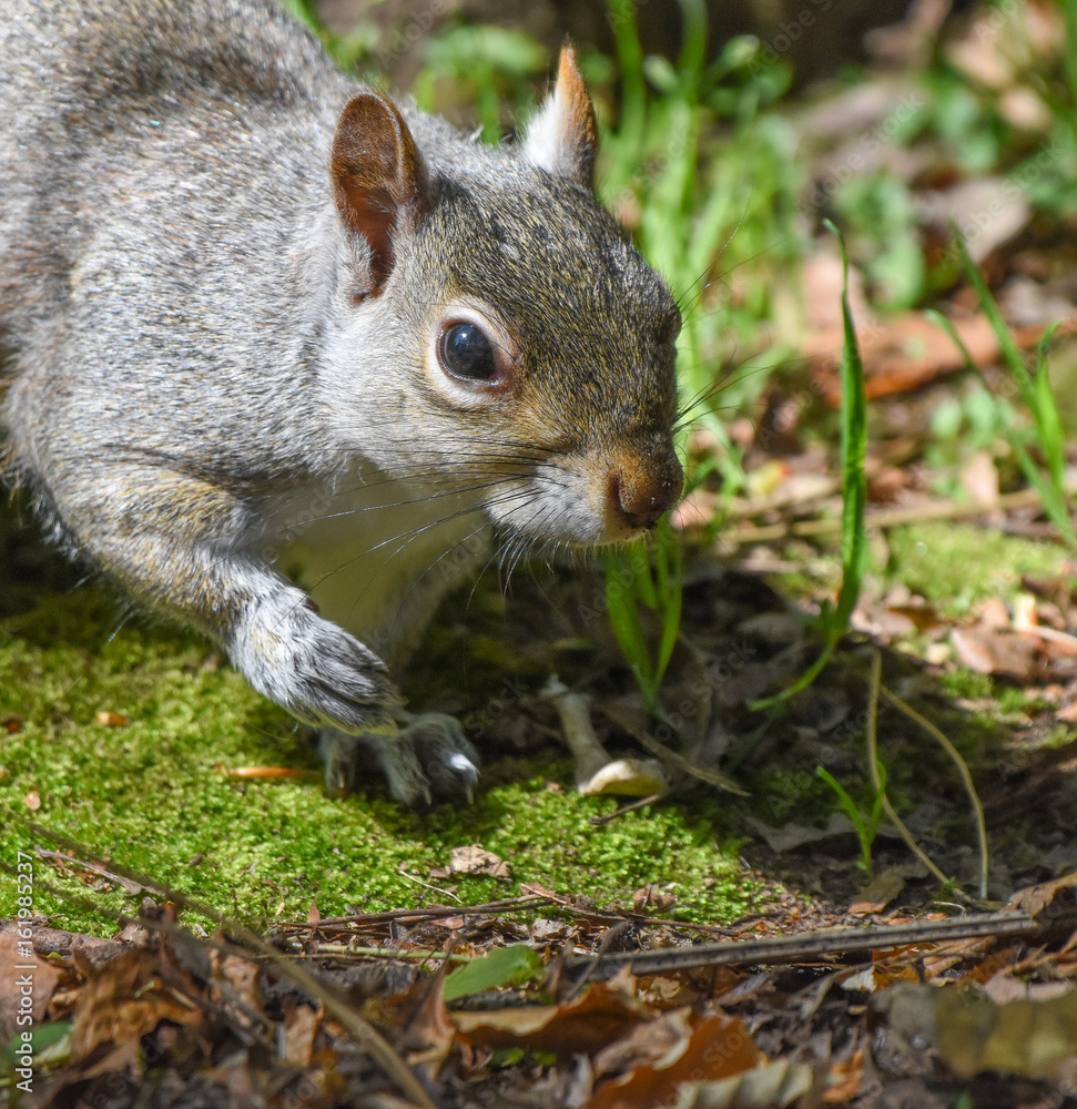 curious squirrel curious squirrel