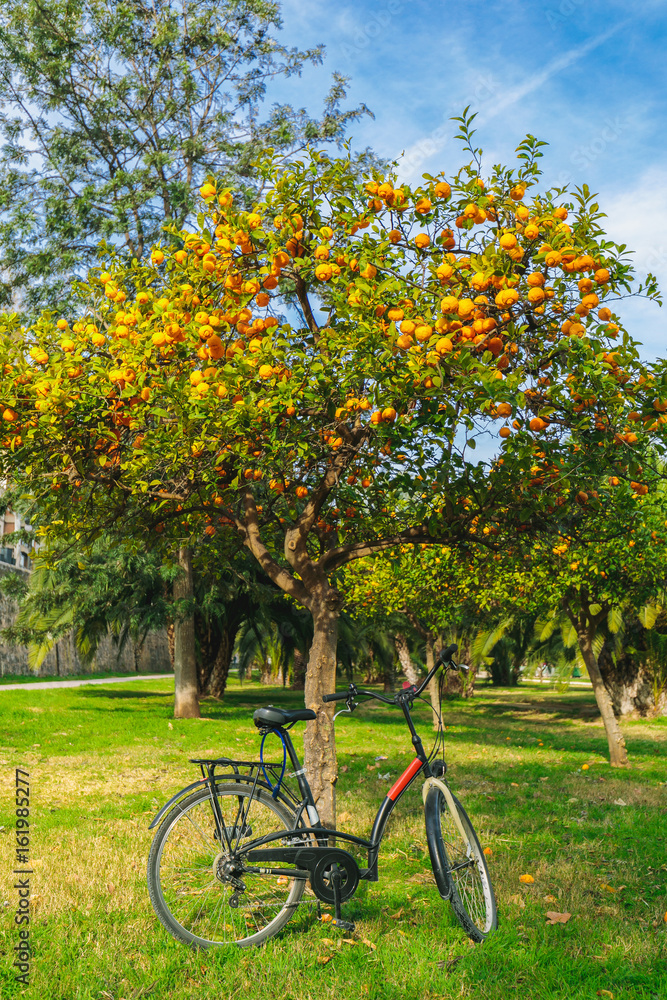 Bicycle parked under the fruit tree with ripe oranges in park of Valencia