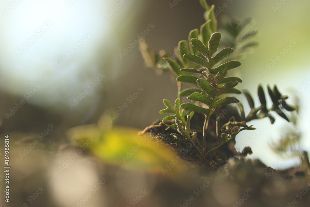 abstrac, abstrac,