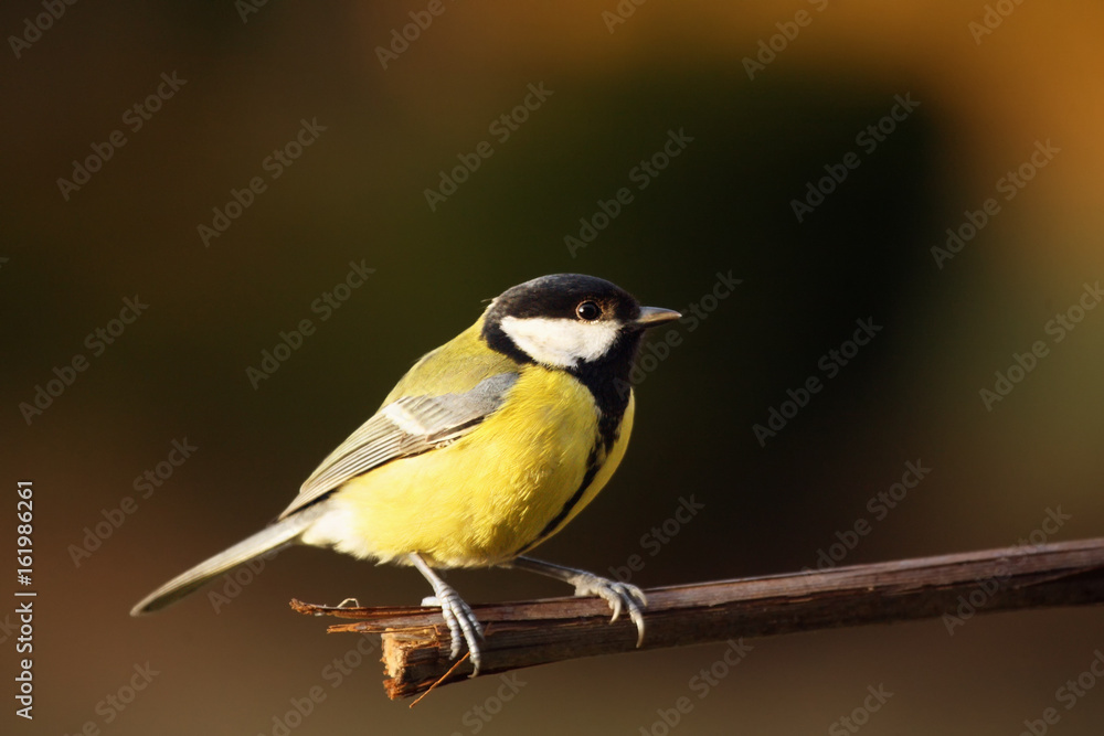 Obraz premium The great tit (Parus major) sitting on the branch