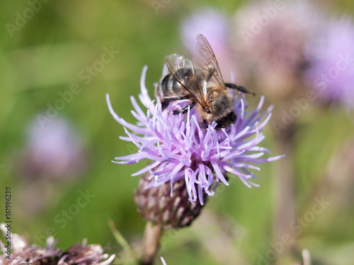 Pink thistle growing in summer with bee © Callum