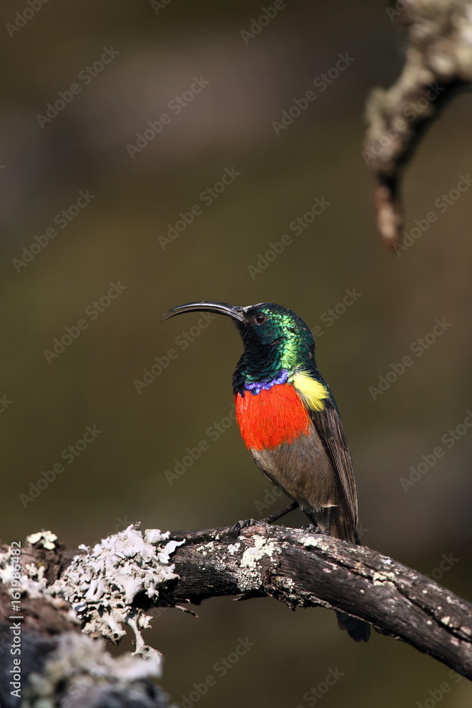 Fototapeta premium The greater double-collared sunbird (Cinnyris afer) sitting on a branch with lichen