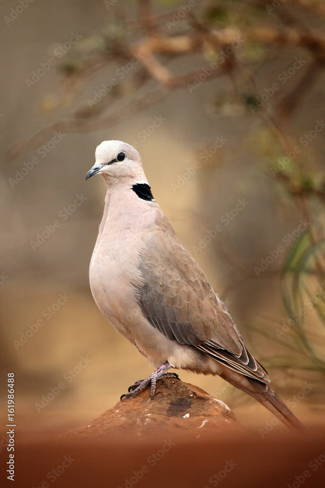 The ring-necked dove (Streptopelia capicola) or the Cape turtle dove or half-collared dove sitting on the stone