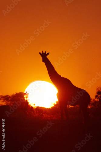 The South African giraffe or Cape giraffe  Giraffa giraffa giraffa  at sunset