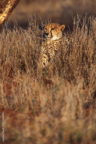 The cheetah (Acinonyx jubatus) hiding in the thick grass