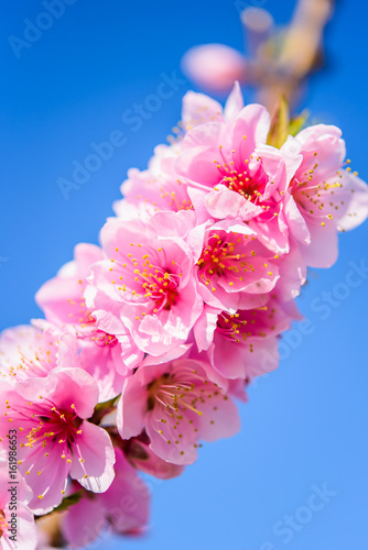 Flowering almond trees against blue sky, vertical, macro