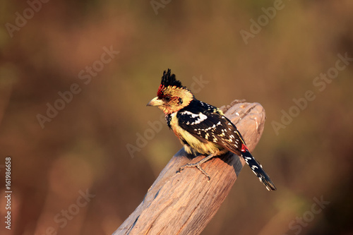 The crested barbet (Trachyphonus vaillantii) sitting on dry branch photo