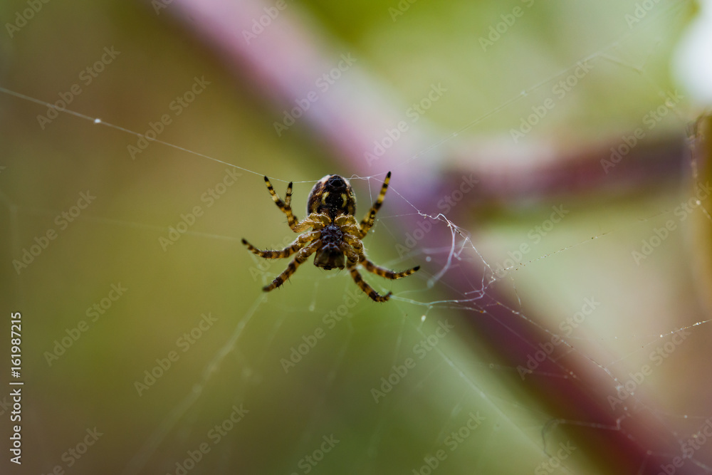 Insect spider common in the web, shooting macro Insect spider common in the web, shooting macro