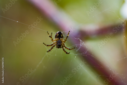 Insect spider common in the web, shooting macro