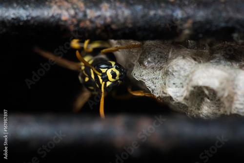Hornet in Grill