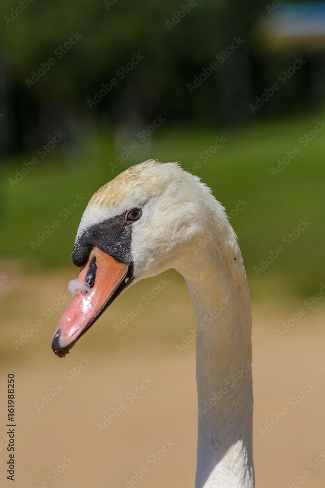 Fototapeta premium A portrait of a white swan.