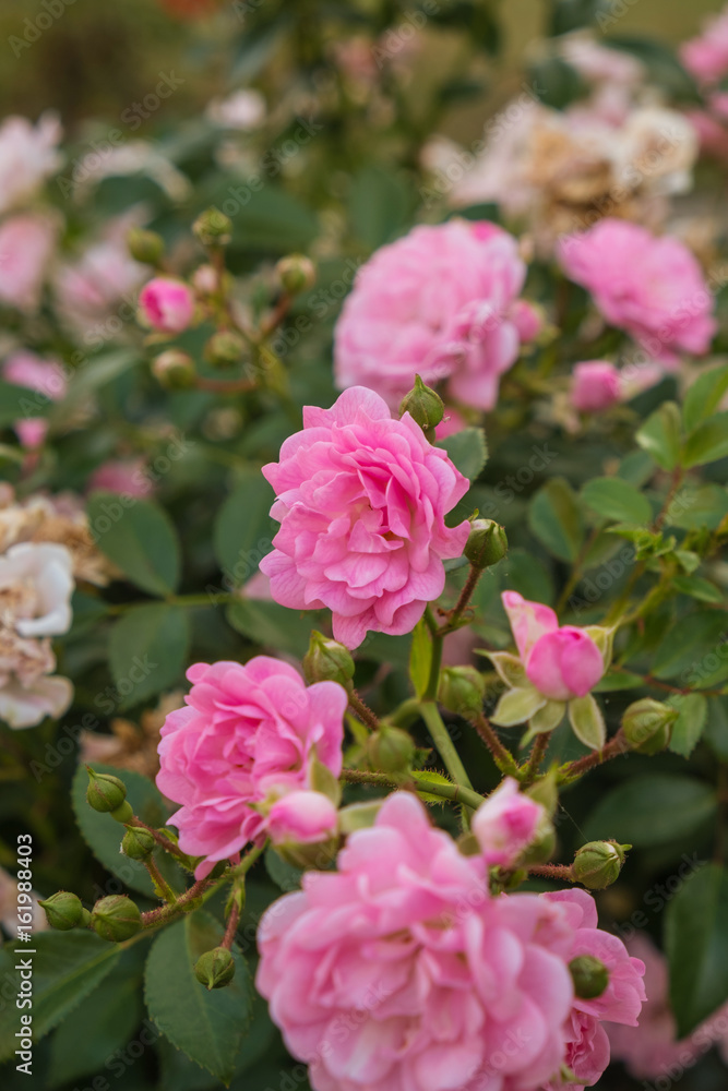 Small tea rose flowers with pink petals blooming Small tea rose flowers with pink petals blooming