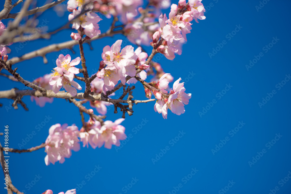 Flowering almond trees against blue sky, macro Flowering almond trees against blue sky, macro