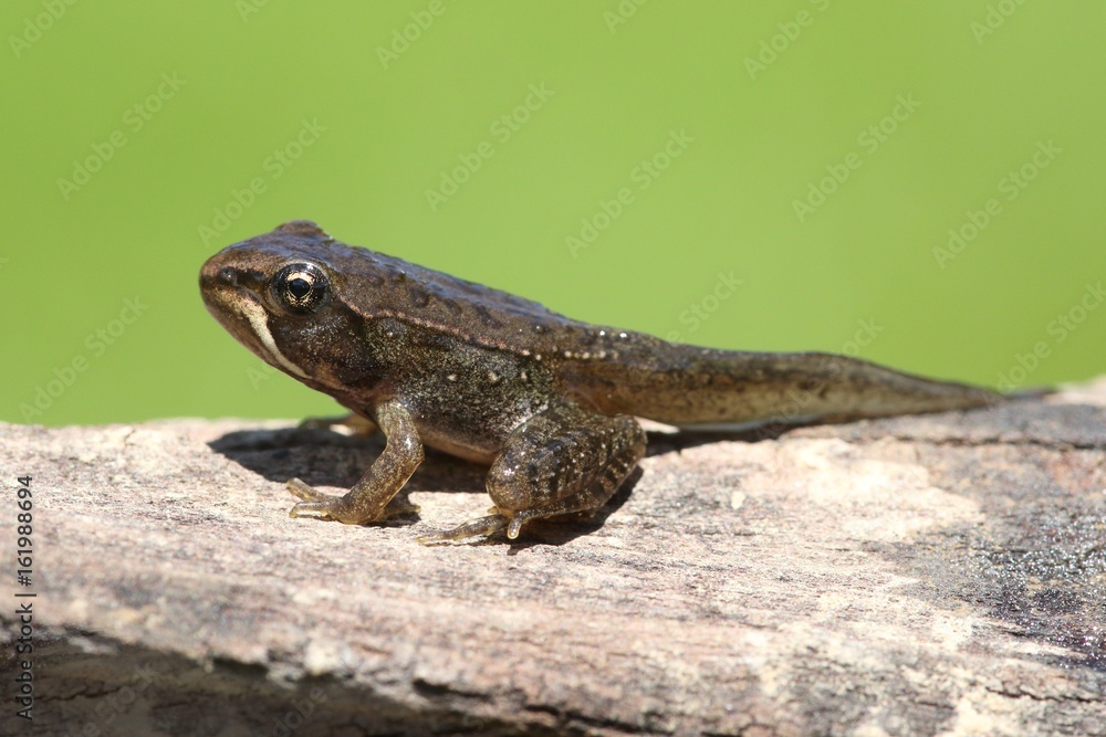 Fototapeta premium Wood Frog (Rana sylvatica) Pollyfrog