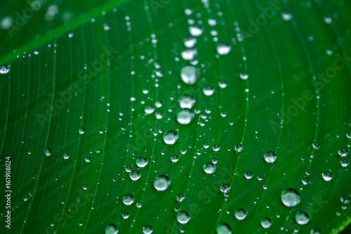 Wallpaper Mural Background of nature Torontodigital.ca