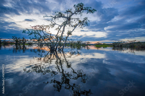 Sunset silhouetting a flooded jungle in Laguna Grande, in the Cuyabeno Wildlife Reserve, Amazon Basin, Ecuador