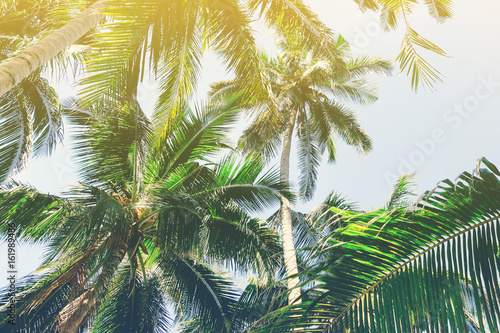 Fototapeta Naklejka Na Ścianę i Meble -  Beautiful background with tropical palm trees.View from below upwards on palm trees against the sky.Palm trees in the sunlight.Paradise design banner background.Vintage effect.