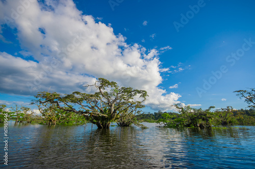 Water trees found in tropical and subtropical tidal areas, Cuyabeno Wildlife Reserve National Park, in Ecuador, in a sunny day © Fotos 593