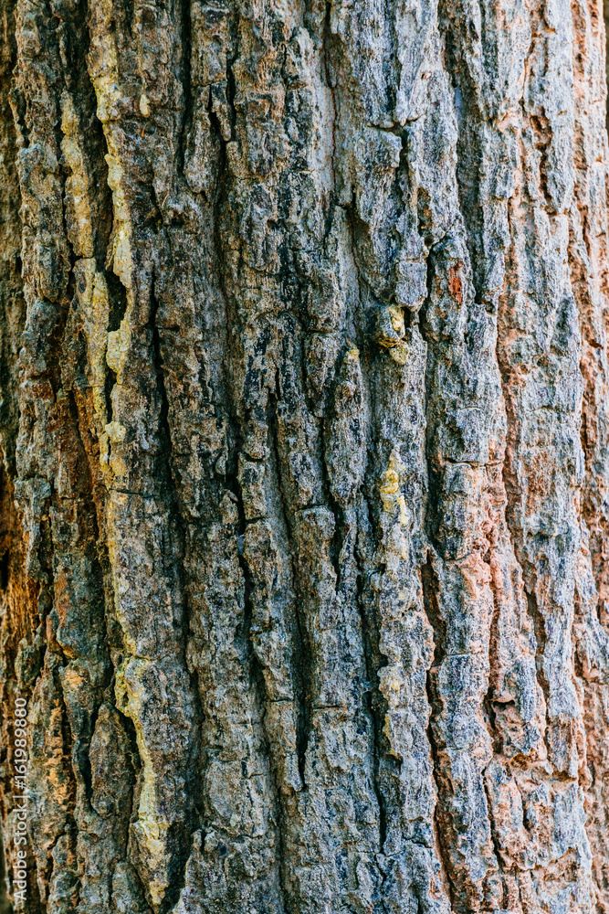 Naklejka premium Bark